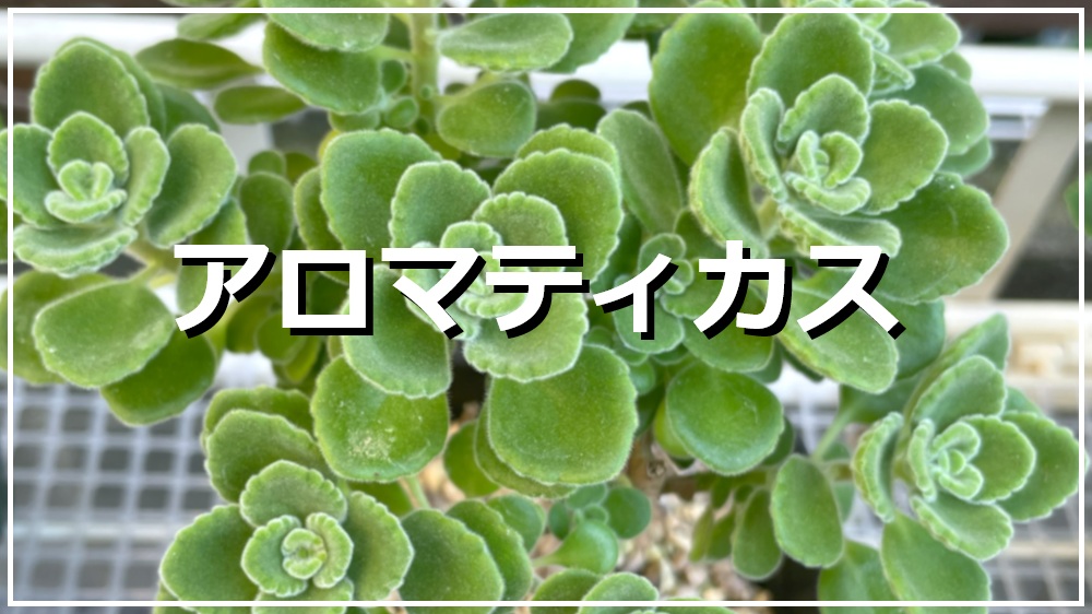 アロマティカス