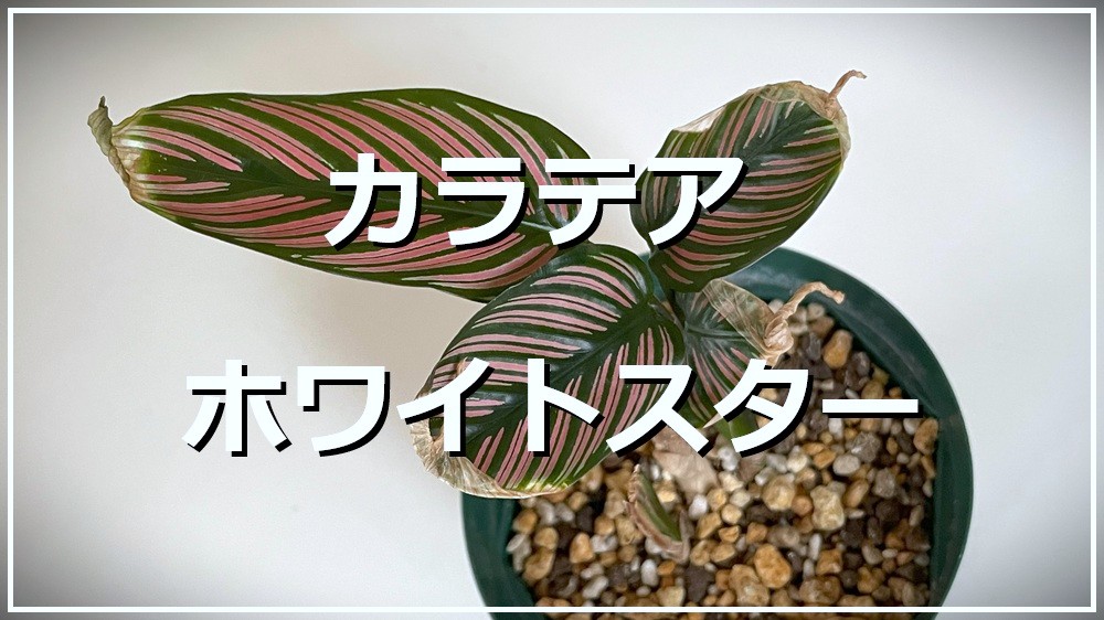 カラテア・ホワイトスター