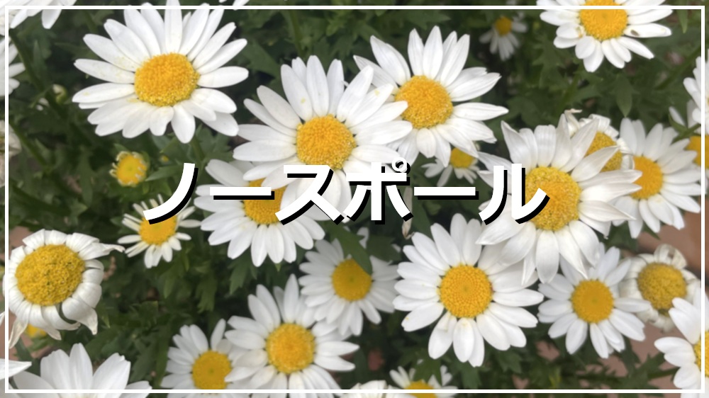 ノースポール