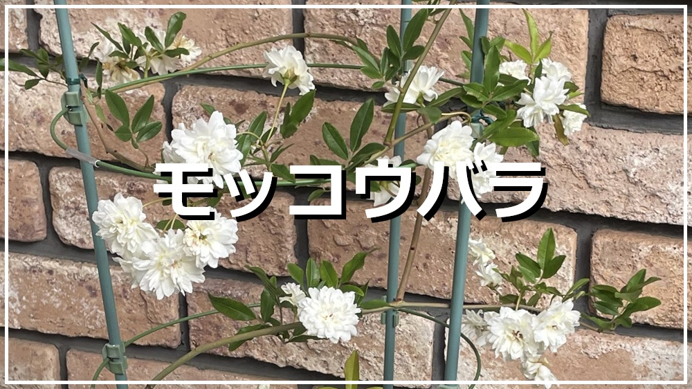 モッコウバラ
