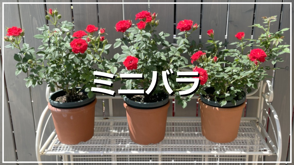 ミニバラ