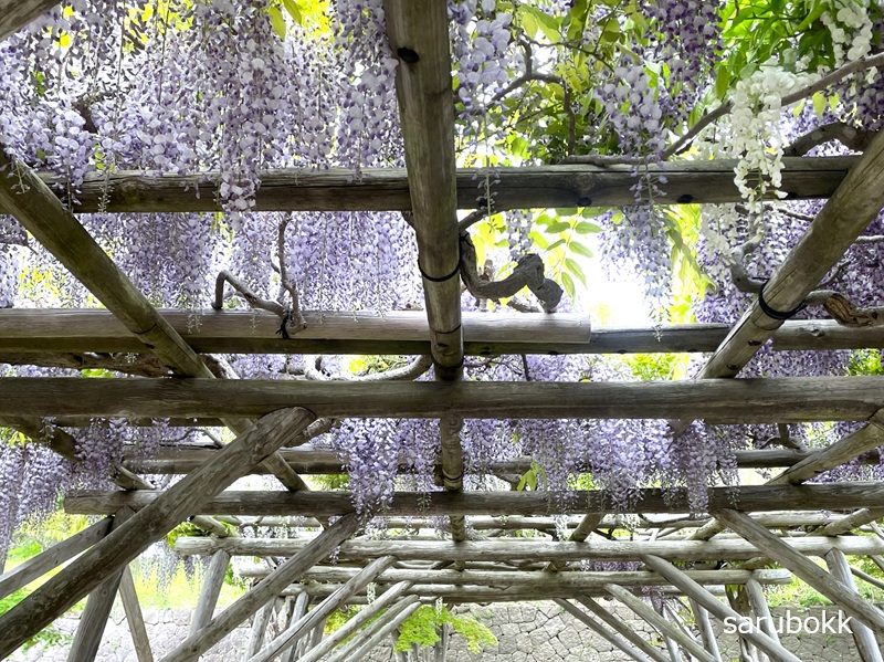 五稜郭公園