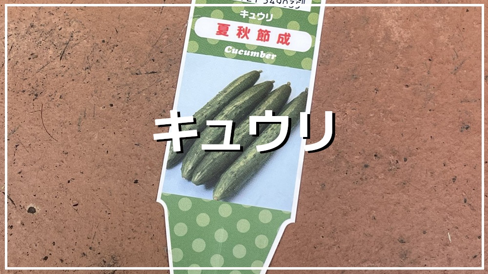 キュウリ