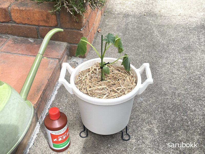 キュウリ