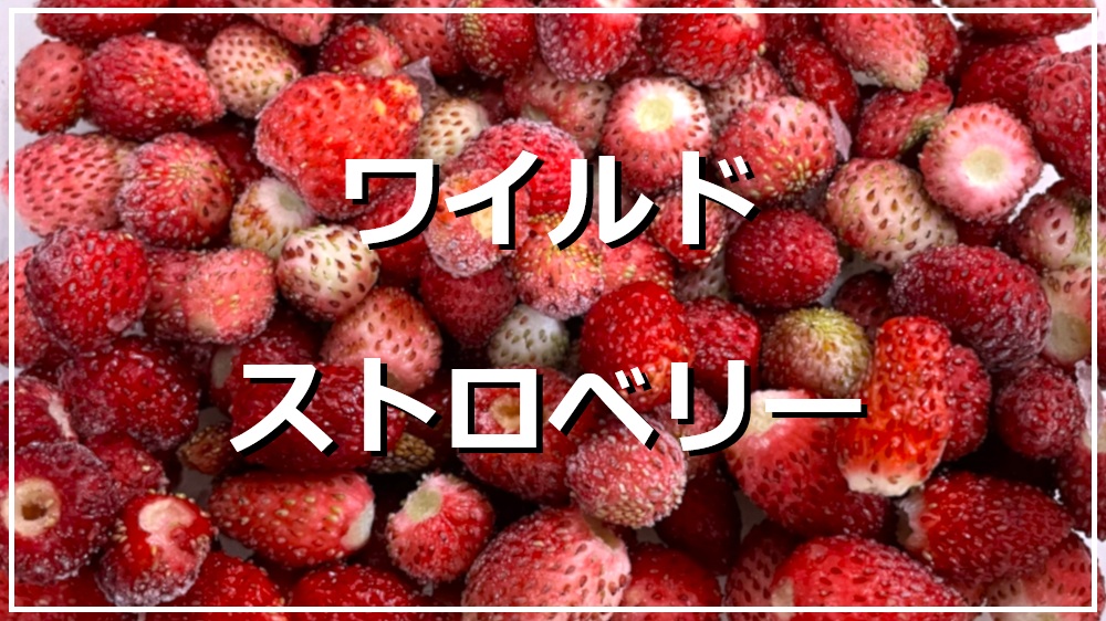 ワイルドストロベリー