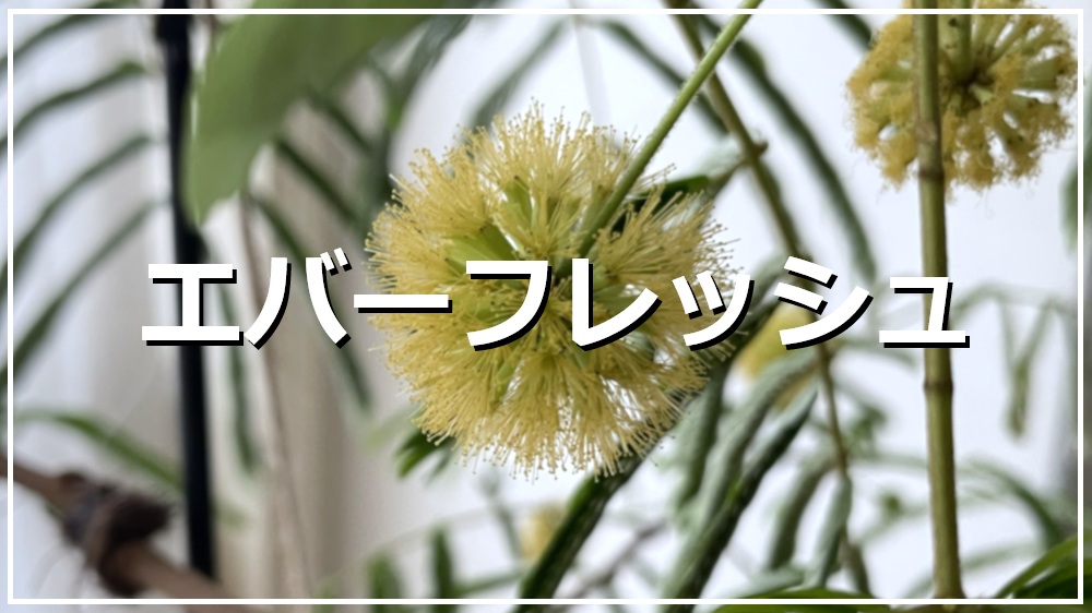 エバーフレッシュ