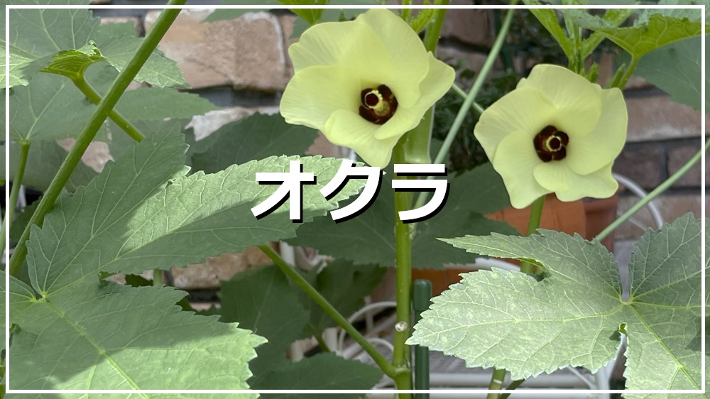 オクラ