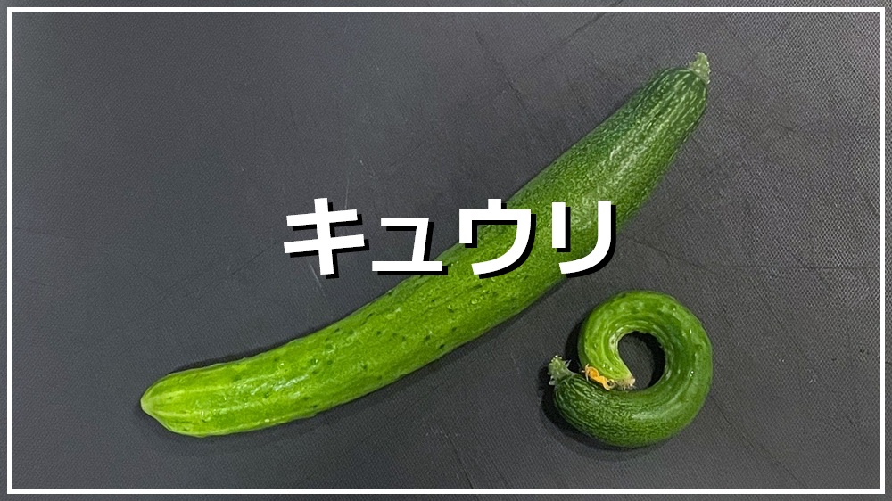 キュウリ