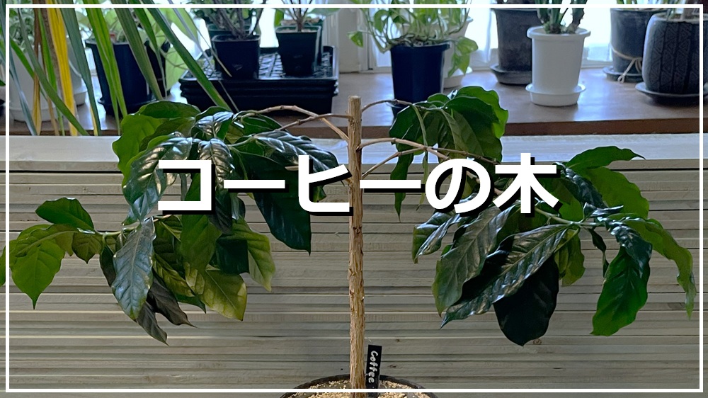コーヒーノキ