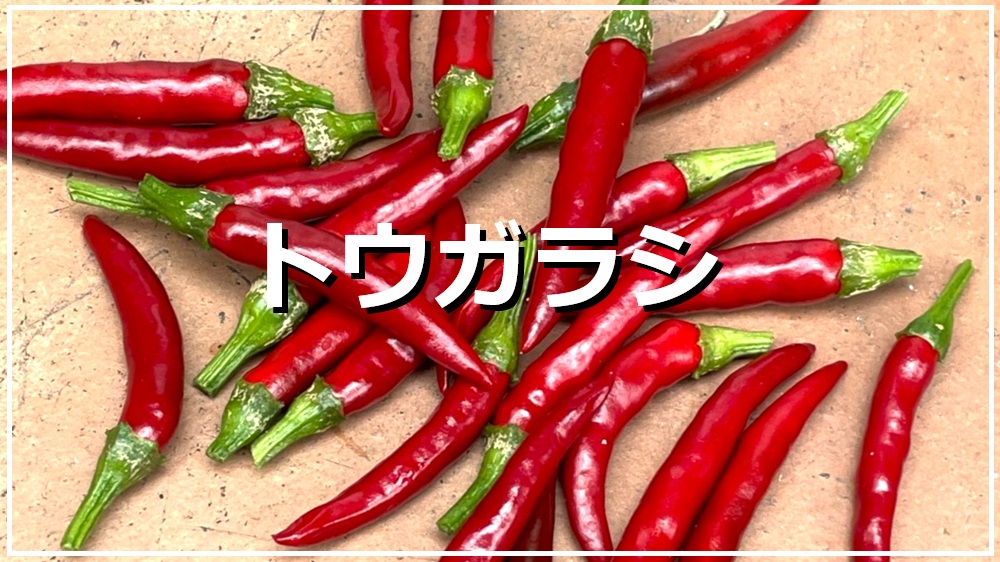 トウガラシ