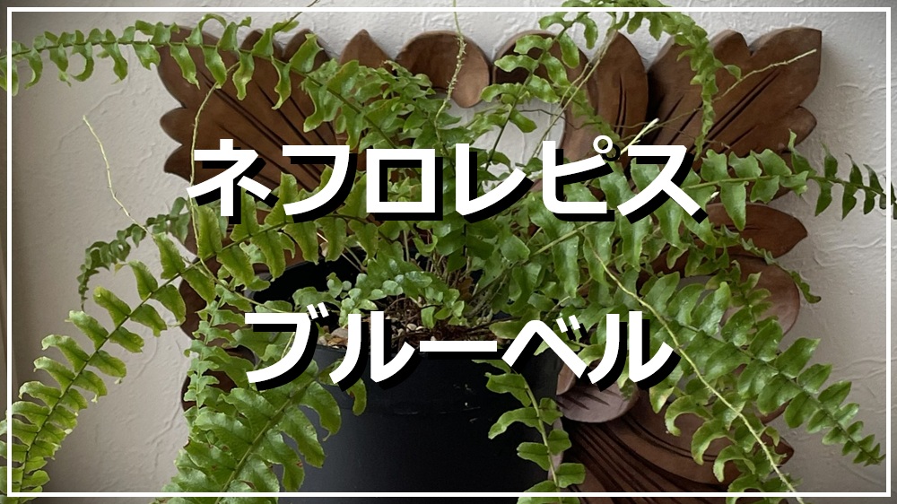 ネフロレピシス・ブルーベル