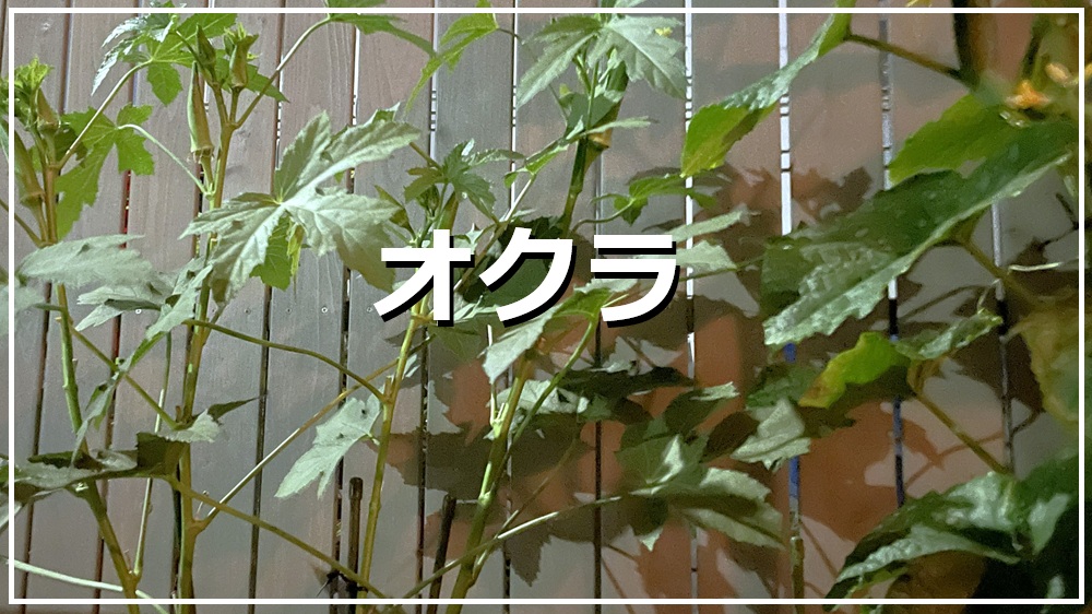 オクラ