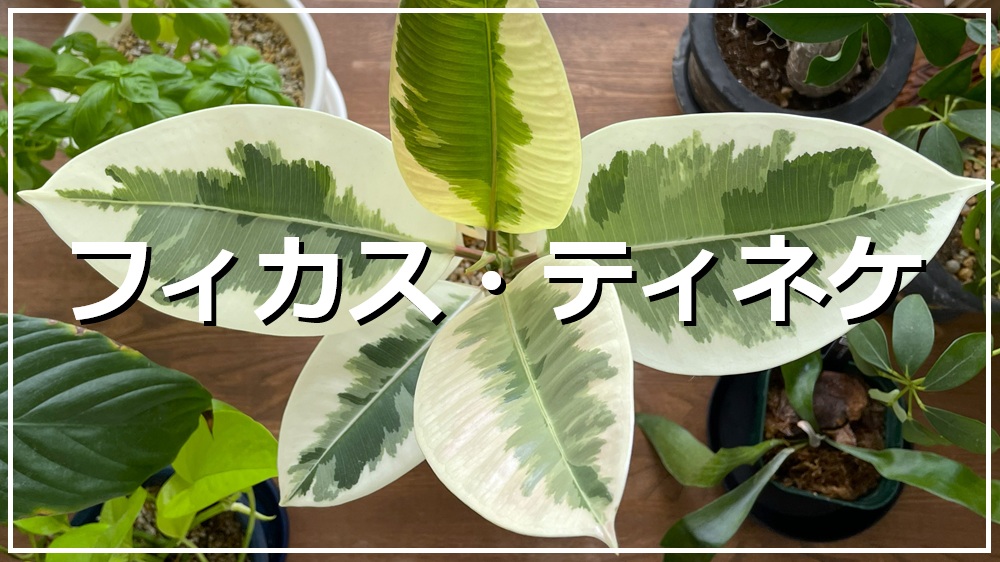 フィカス・ティネケ