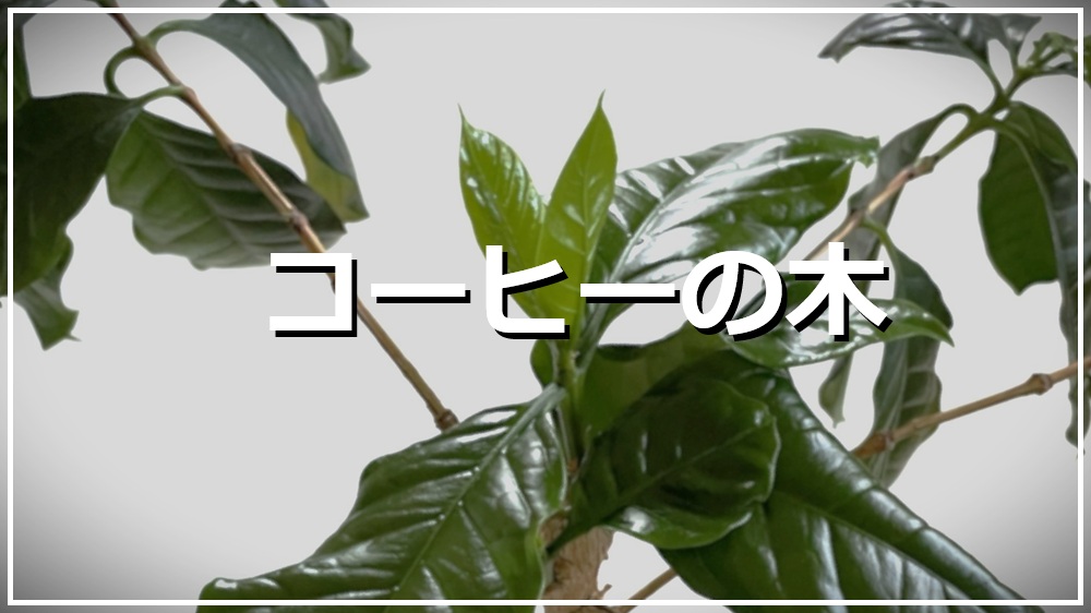 コーヒーの木