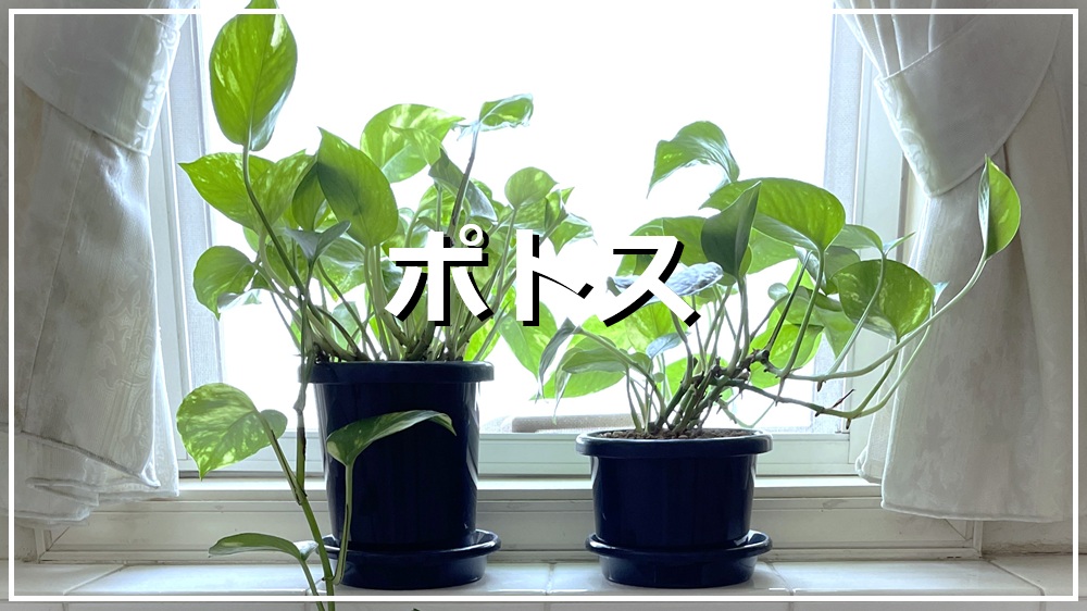 ポトス
